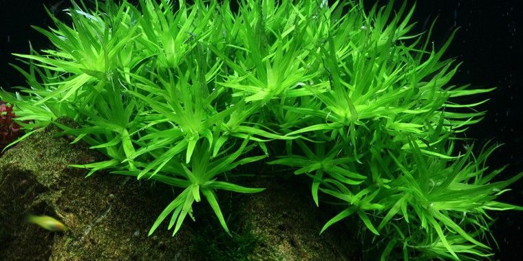 Sternenkraut - In vitro cup Aquarienpflanze - Onlineaquariumspullen