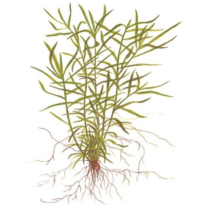 Tropica Heteranthera zosterifolia - In vitro cup