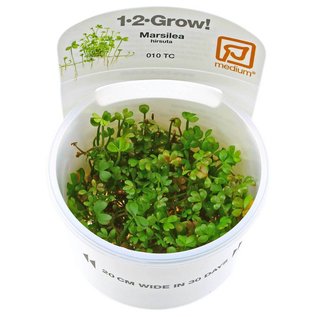 Tropica Marsilea species - In Vitro Cup