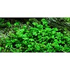 Tropica Marsilea Hirsuta - In Vitro Cup