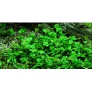 Tropica Marsilea species - In Vitro Cup