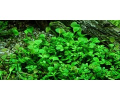 Tropica Marsilea Hirsuta - In Vitro Cup