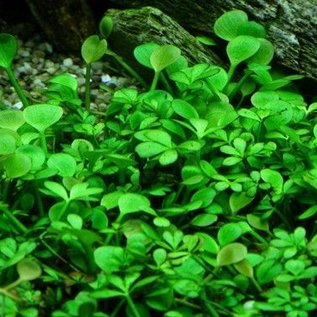 Tropica Marsilea species - In Vitro Cup