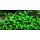 Marsilea Hirsuta - In Vitro Cup Aquarium plant