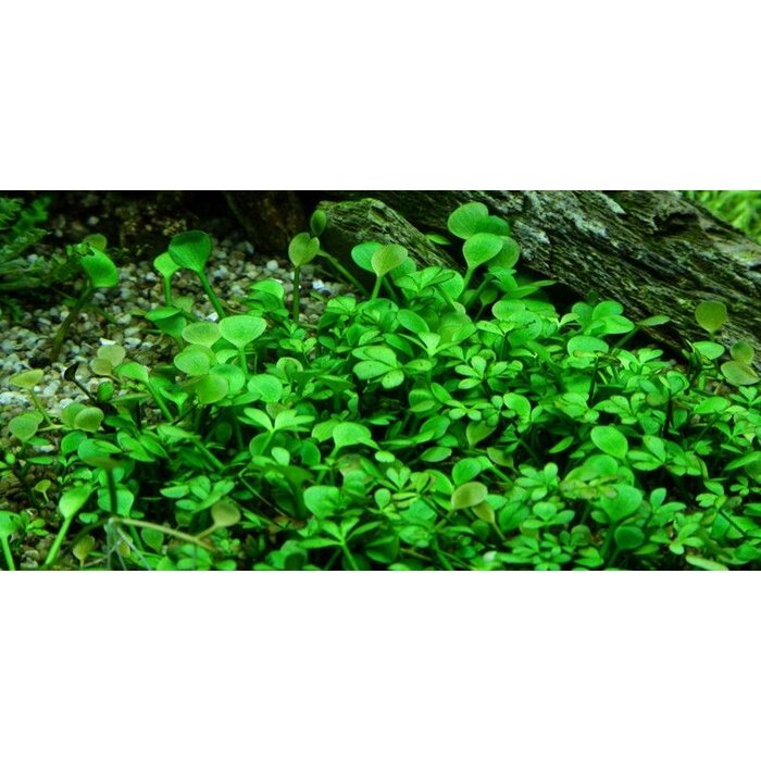 Tropica Marsilea species - In Vitro Cup