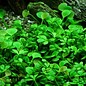 Tropica Marsilea Hirsuta - In Vitro Cup Aquarium plant