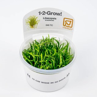 Tropica Lilaeopsis brasiliensis - In Vitro Cup