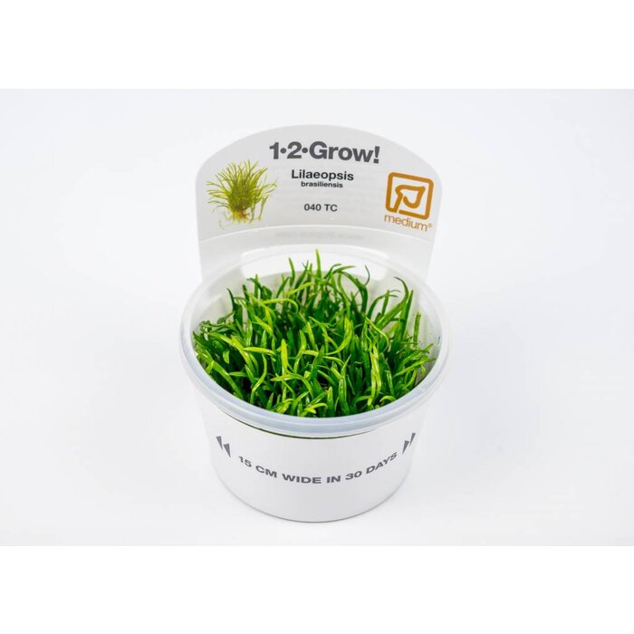 Tropica Lilaeopsis brasiliensis - In Vitro Cup