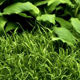 Tropica Lilaeopsis brasiliensis - In Vitro Cup