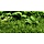 Lilaeopsis brasiliensis - In Vitro Cup Aquarium plant