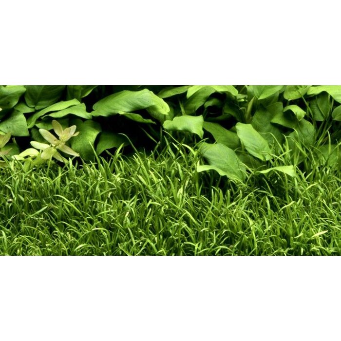 Tropica Lilaeopsis brasiliensis - In Vitro Cup Aquarienpflanze