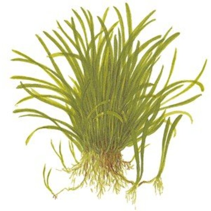Tropica Lilaeopsis brasiliensis - In Vitro Cup