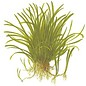 Tropica Lilaeopsis brasiliensis - In Vitro Cup