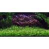 Tropica Helanthium tenellum - In Vitro Cup