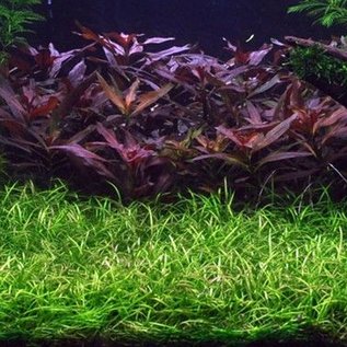 Tropica Helanthium tenellum - In Vitro Cup