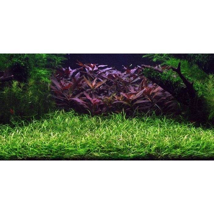 Tropica Helanthium tenellum - In Vitro Cup
