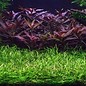 Tropica Helanthium tenellum - In Vitro Cup Aquarienpflanze