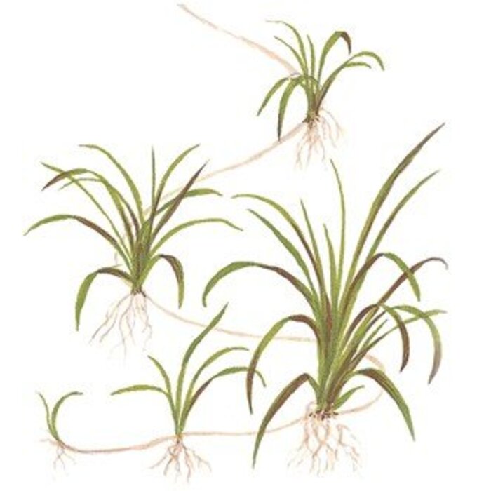 Tropica Helanthium tenellum - In Vitro Cup Aquarienpflanze