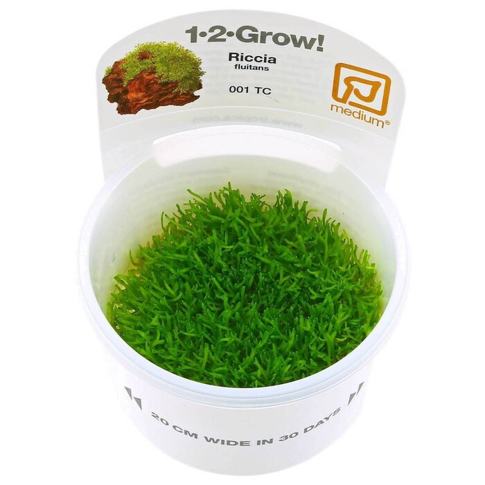 Tropica Riccia fluitans - In Vitro Cup