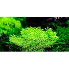 Tropica Riccia fluitans - In Vitro Cup