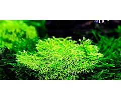 Tropica Riccia fluitans - In Vitro Cup