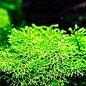 Tropica Riccia fluitans - In Vitro Cup Aquarium plant