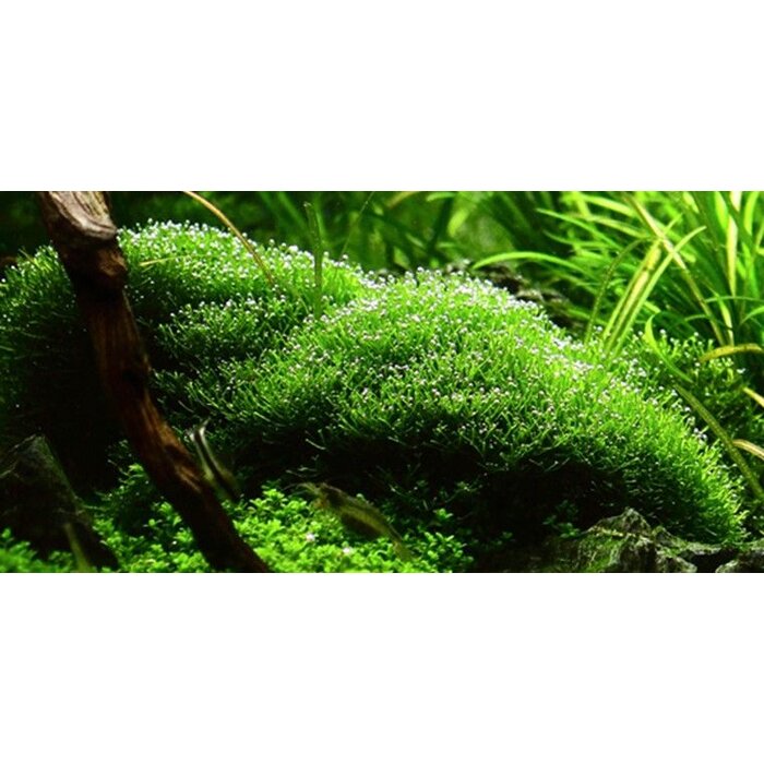 Tropica Riccia fluitans - In Vitro Cup