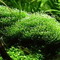 Tropica Riccia fluitans - In Vitro Cup Aquarienpflanze