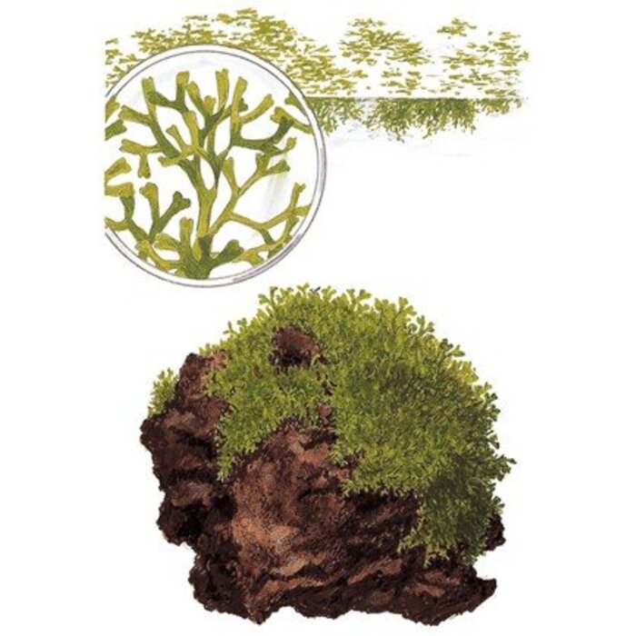 Tropica Riccia fluitans - In Vitro Cup
