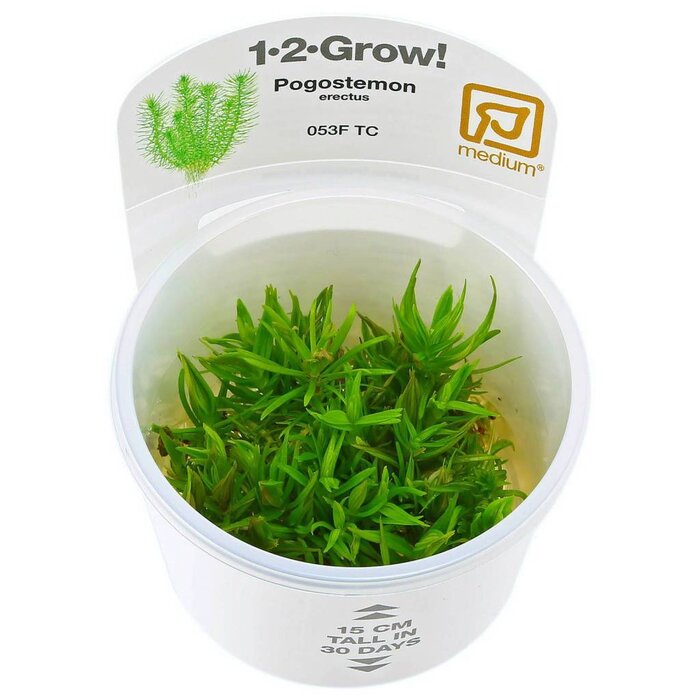 Tropica Pogostemon deccanensis - In vitro cup