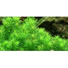 Tropica Pogostemon erectus - In vitro cup