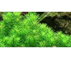 Tropica Pogostemon deccanensis - In vitro cup