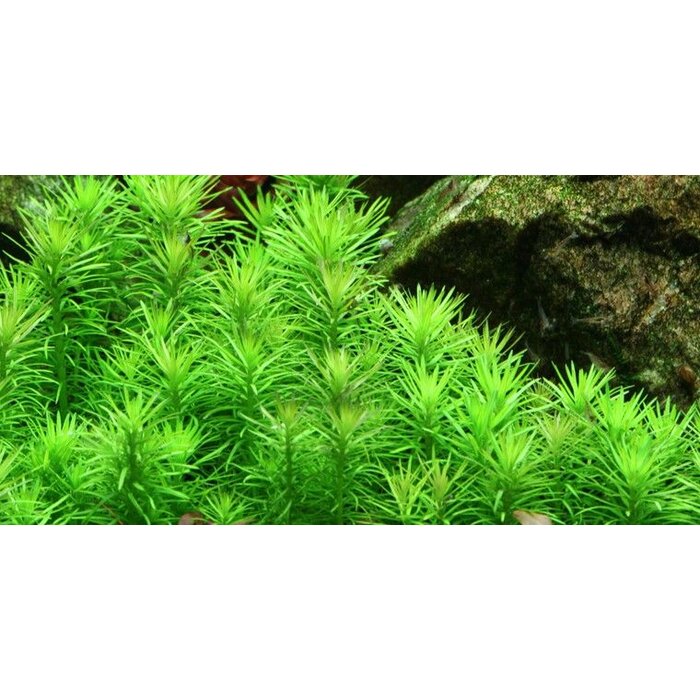 Tropica Pogostemon deccanensis - In vitro cup