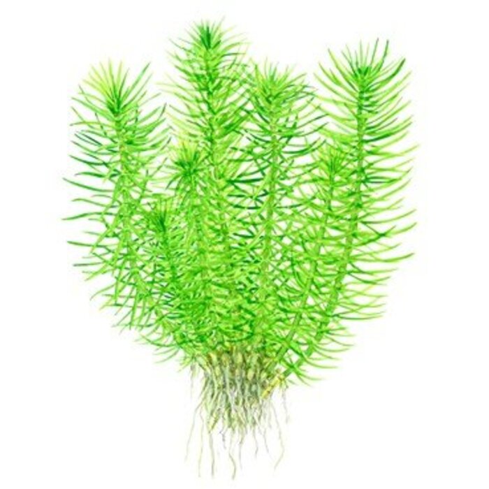 Tropica Pogostemon deccanensis - In vitro cup
