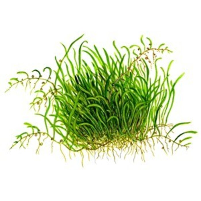 Tropica Utricularia graminifolia - In vitro cup