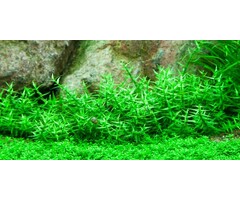 Tropica Gratiola viscidula - In vitro cup