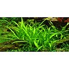 Tropica Sagittaria subulata - In vitro cup
