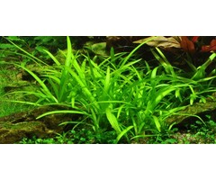 Tropica Sagittaria subulata - In vitro cup
