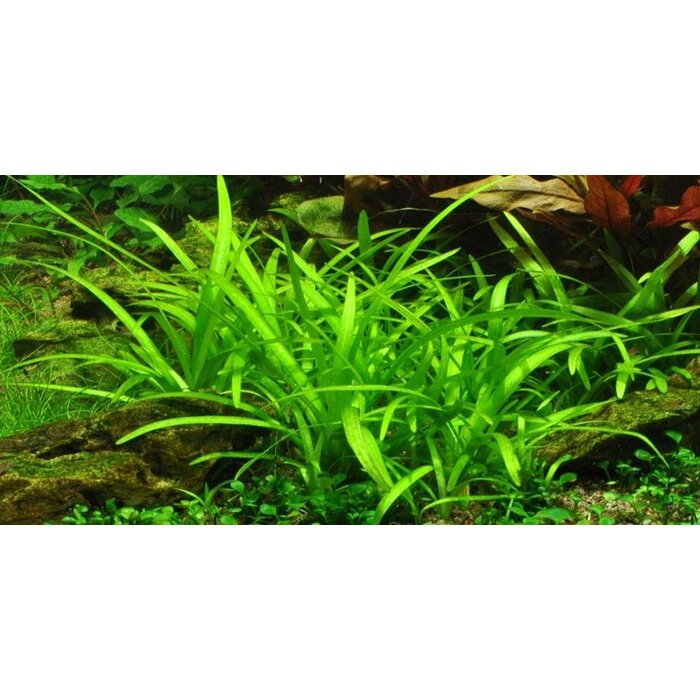 Tropica Sagittaria subulata - In vitro cup