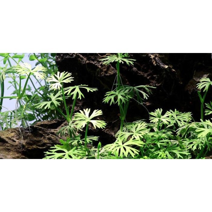 Tropica Ranunculus inundatus - In vitro cup