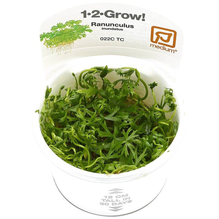 Tropica Ranunculus inundatus - In vitro cup