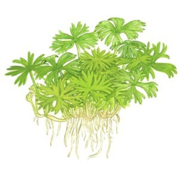 Tropica Ranunculus inundatus - In vitro cup