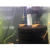 Onlineaquarium spullen Tangerine Tigergarnelen