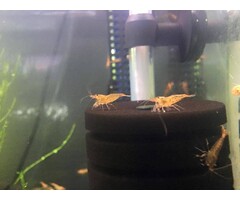 Onlineaquarium spullen Tangerine Tigergarnelen