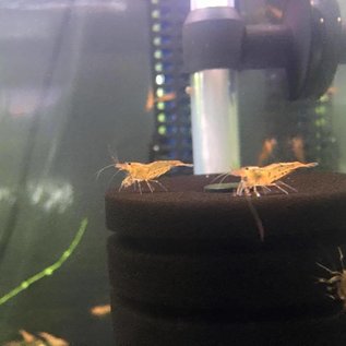 Tangerine tiger shrimp