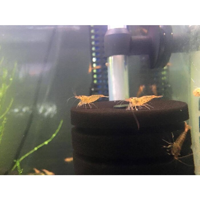 Onlineaquarium spullen Tangerine tiger garnalen