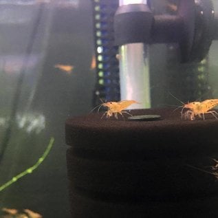 Tangerine tiger shrimp