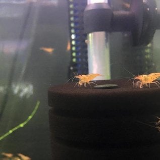 Tangerine tiger shrimp