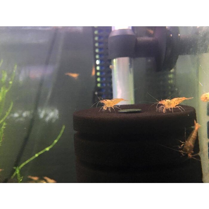 Onlineaquarium spullen Tangerine tiger garnalen