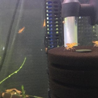 Tangerine tiger shrimp